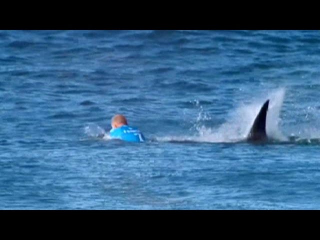 Surfer fights off great white shark mid-competition