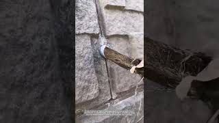 Root on a Mission: Plant Digs Deep Through Drain for Water