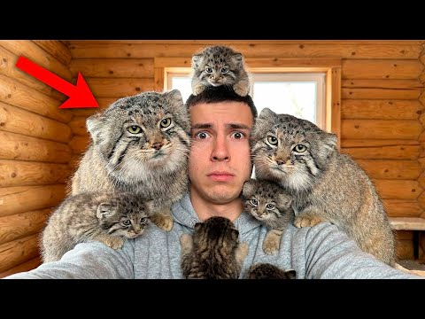 My House is Overrun! My Found Pallas's Cat became a Dad and brought them ALL home!