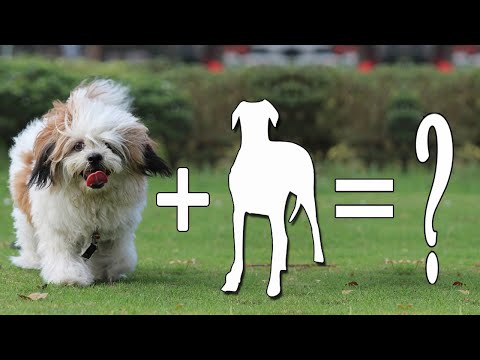 Top 10 New Lhasa Apso Mixes Dog Breeds | Lhasa Apso Mix