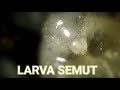 Dunia Semut Belajar Mengenal Semut