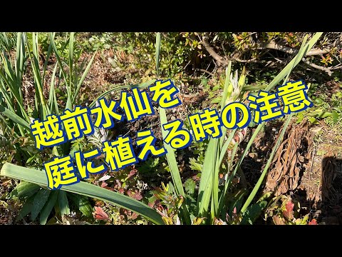 水仙、水仙、水仙