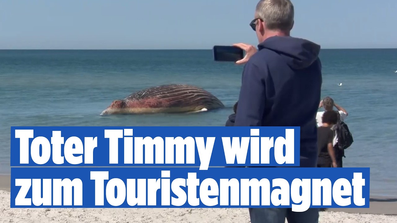 Toter Ostseewal Timmy vor Anholt wird zur Touristen-Attraktion