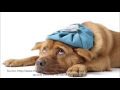 Case Study 4- Canine Distemper VIrus 