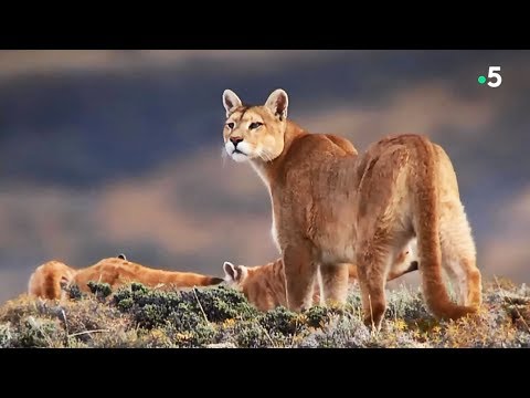 Une maman puma chasse des guanacos pour nourrir sa famille