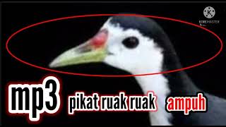 Download lagu suara pikat menarik perhatian ruak ruak ampuh 🤗3 menit pasti pada keloyoran mp3