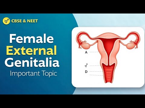 Female External Genitalia | Most Important Topic for CBSE & NEET | Must-Watch!