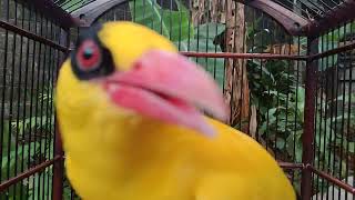 Download lagu Suara Kepodang di pagi hari adem adem sejuk 😅 #kepodangfaaz mp3