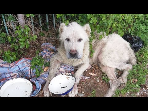 YouTube video about: Will my foster dog think I abandoned him?