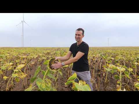 Putevi agrara ep. 19 06.09.2025. Suncokret - najuspešniji hibridi u Banatu