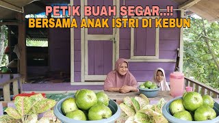 Download lagu PETIK BUAH SEGAR..!! BERSAMA ANAK ISTRI DI KEBUN mp3 Download lagu PETIK BUAH SEGAR..!! BERSAMA ANAK ISTRI DI KEBUN mp3
