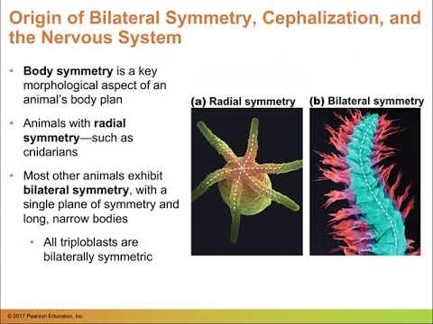 Chapter 30 Lecture Part 1
