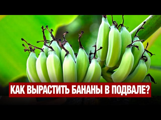 Как вырастить бананы в подвале?