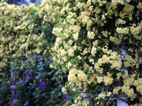 Stay Gold（Stevie Wonder)　Chromatic Harmonica