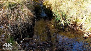 Relaxing Sounds of Water Stream in the Morning Forest for Sleep &amp; Study in 4K 3D sound