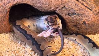 Clarice:Cinnamon leopard blade clown feeding #ballpython #reptiles #animals #cobra #colubrid