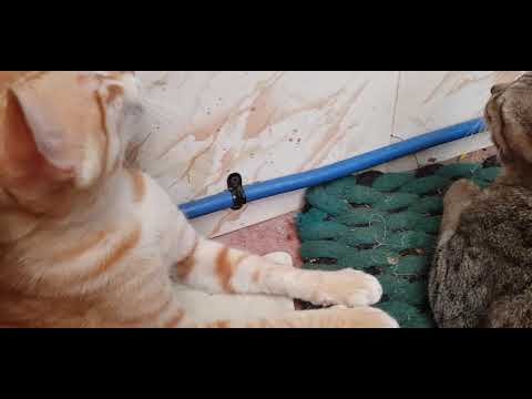 Cute cat family(compilation)