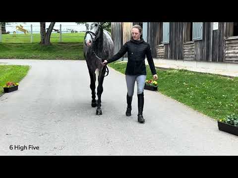 KN 6 High Five, Wallach *2020 v. Hickstead Junior - Colestus - Pflaster