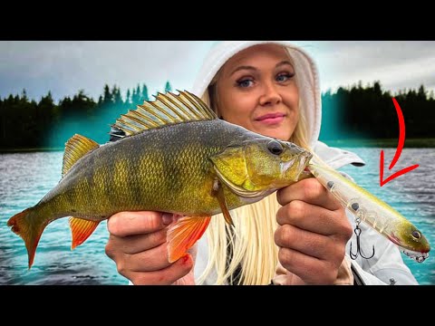 Topwater Fishing Big Perch in a small Lake | Team Galant