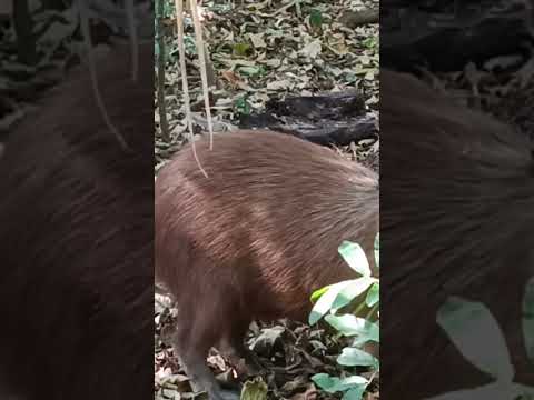 Vídeo no canal, parque do ingá Maringá Paraná.