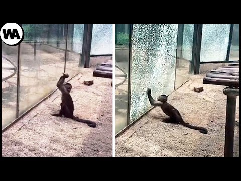 Moments of Animal Genius That Will Amaze You