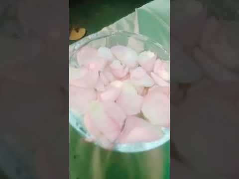 #video flower #view #youtubeshorts #