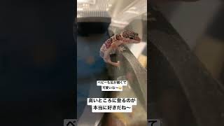 登ったけど降りられない!?高い所が大好きなレオパ #爬虫類 #レオパードゲッコー  #可愛い #癒し