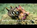 Tauchen mit der Prachtsepia (Flamboyant Cuttlefish ...