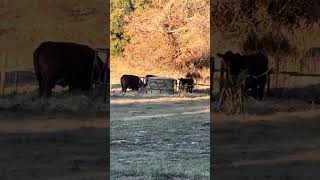 Brand new year same old pattern! Happy New Year’s! #cow #farming #farmlife #shorts