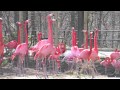 Flamingos At The National Zoo