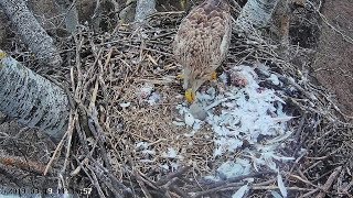 Hungarian WTE~Mom brings a dove, Food for little one~11 :29 AM 2019/03/19