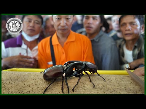 Kabuto-Mushi Battles: Japan’s Timeless Beetle Tradition