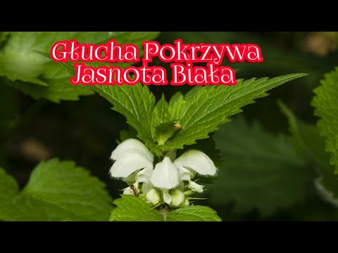 , title : '1002. Głucha Pokrzywa Czyli Jasnota Biała'