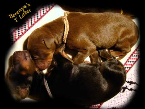 Herenya Dobermanns / Litter I
