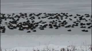 preview picture of video 'Snow Geese on Long Sault Parkway'