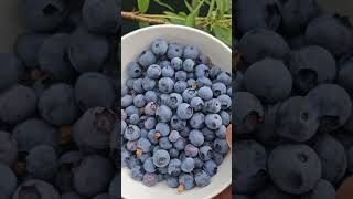Harvesting Blueberries From My Garden #blueberry