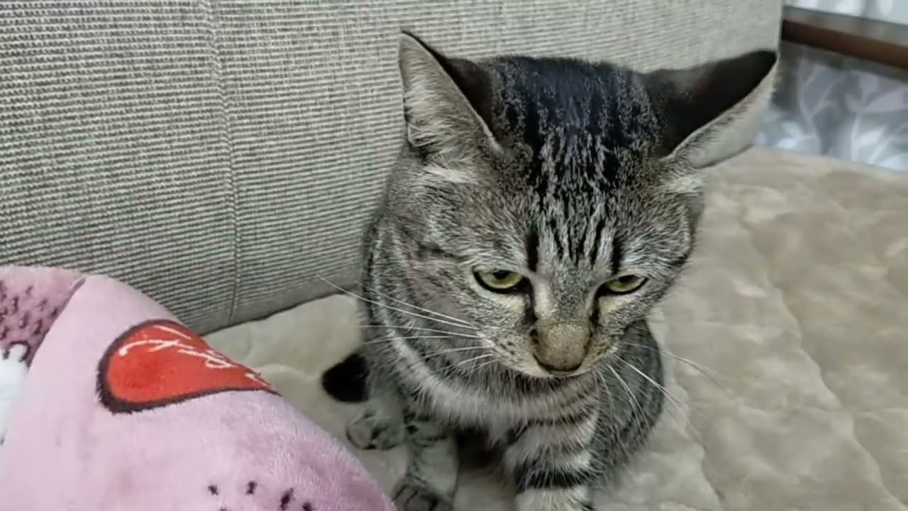 絶対に 上に させてくれません💧