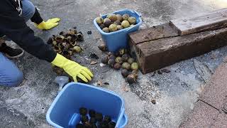 Harvesting Black Walnuts
