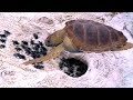 Mom Sea Turtle goes to the coast and lays to many eggs- Babies race to the ocean