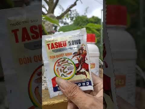 Xem Một clip biết cách tri các bênh cháy lá, tháng thư,rỉ sắt,bọ trỉ trên cây mai