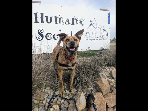 Romeo, an adoptable Mixed Breed in Pagosa Springs, CO_image-1