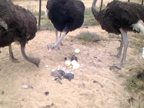 Dad saves baby at Cape Town Ostrich Ranch