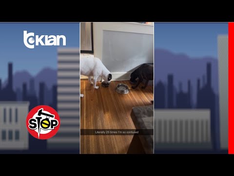 Stop/Nuk e bejnë as njerëzit, zemërgjerësia e këtyre qenve, të le pa fjale - 5 Mars 2025