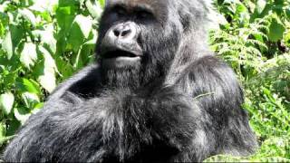 preview picture of video 'Fabrizio Fontana Incontro coi Gorilla in Rwanda'