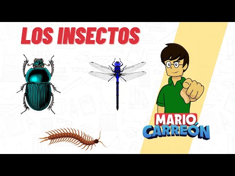 🦗 Los Insectos 🦟🦋