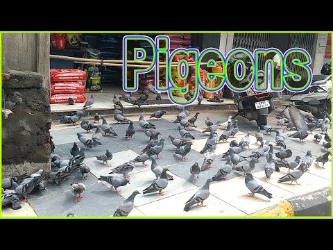 Pigeons-4k-Wonderful video/ pavuralu-Natural Footage/Doves-S.Nagender