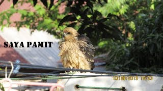 Download lagu Melatih Elang BK dari Kecil sampai Besar dan skill edisi BOY PAMIT mp3