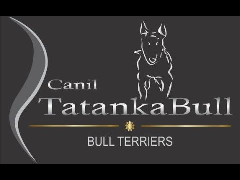 Brincadeiras - Bull Terriers