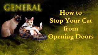 How to Stop Your Cat from Opening Doors | Easy & Effective Tips!