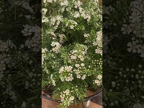 園芸 ジェラルトン ワックス フラワー、ワックス